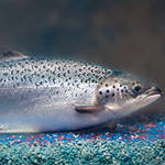 A genetically modified salmon approved by the FDA