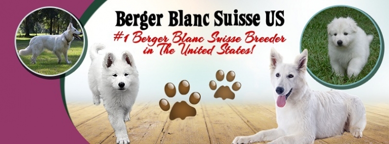 Berger Blanc Suisse White Swiss Shepherd