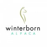 Winterborn Alpaca Usa - 1